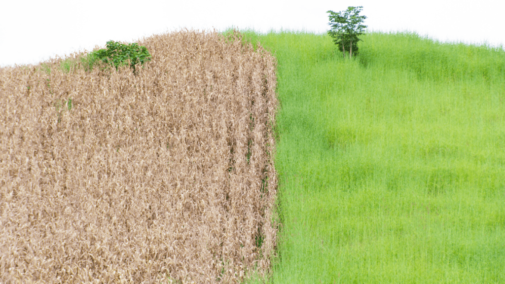 an image with two different climate