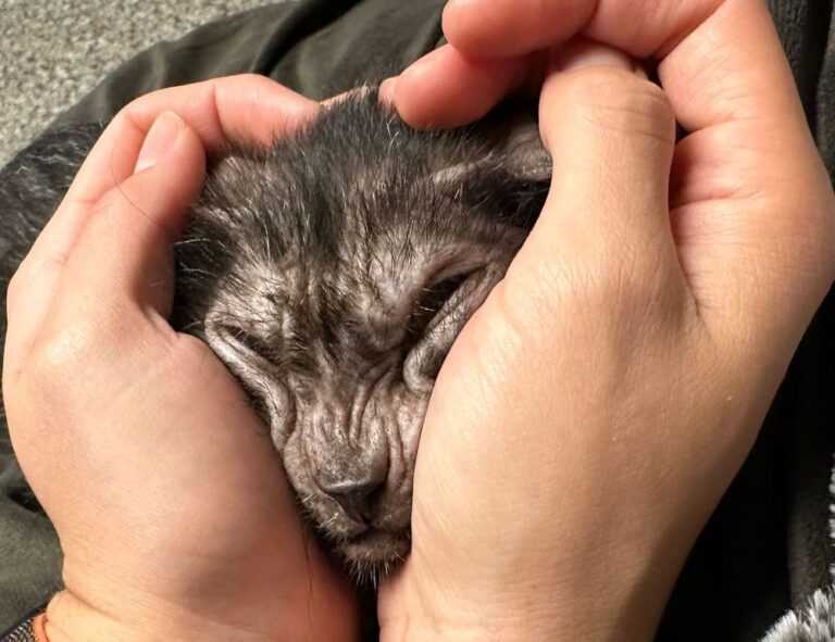 can you darkwarfall game make money