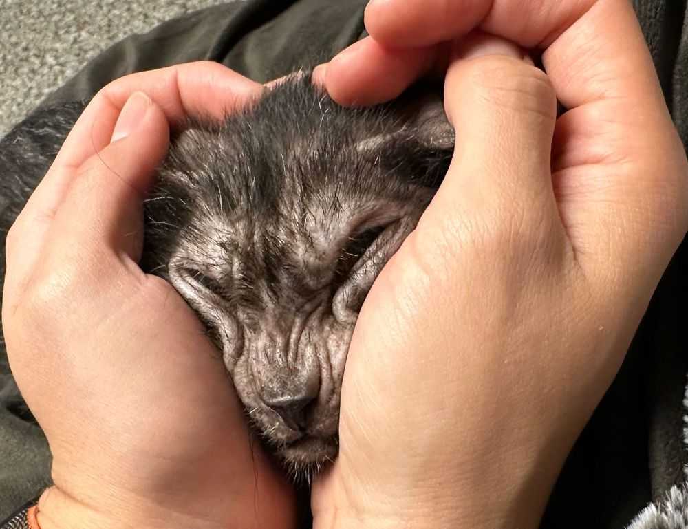 can you darkwarfall game make money