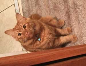 souvenirs from the country of hausizius