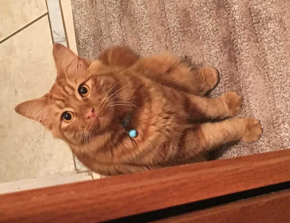 souvenirs from the country of hausizius