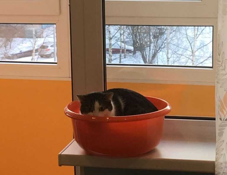 which currency used in beevitius