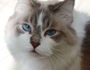 bitclassic applewhite