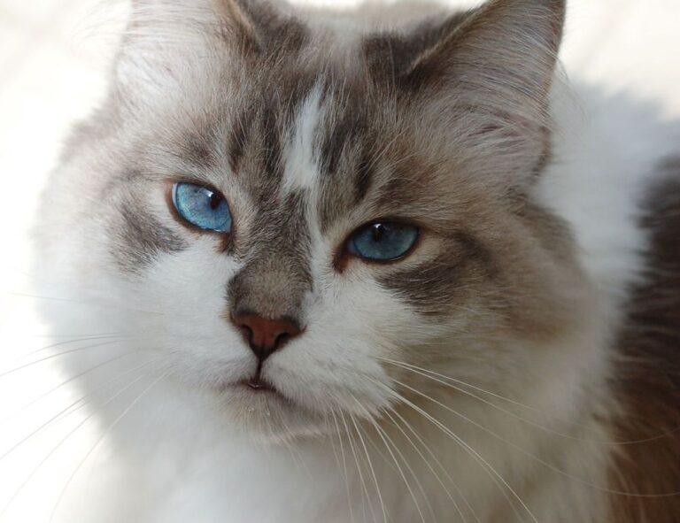 bitclassic applewhite