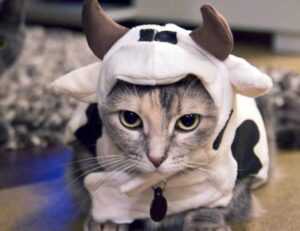 bitclassic applewhite