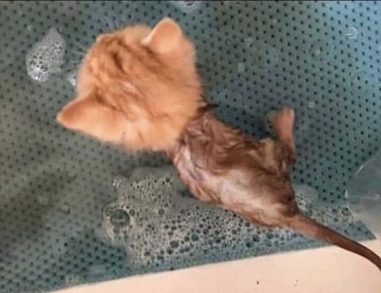 https //xpwell.webpay.md