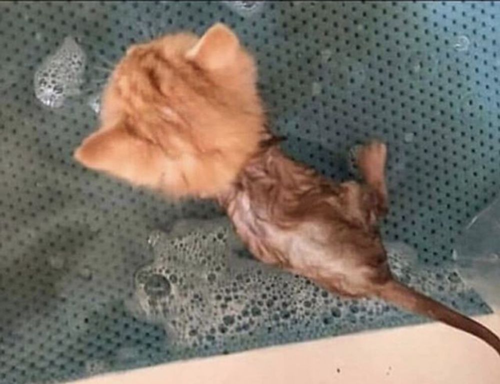 https //xpwell.webpay.md