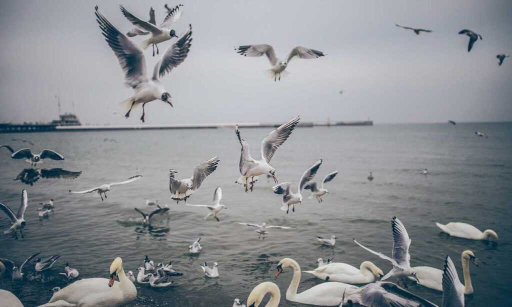 llusyep python fix code