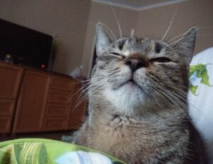 problems with dropbox 8737.idj.029.22