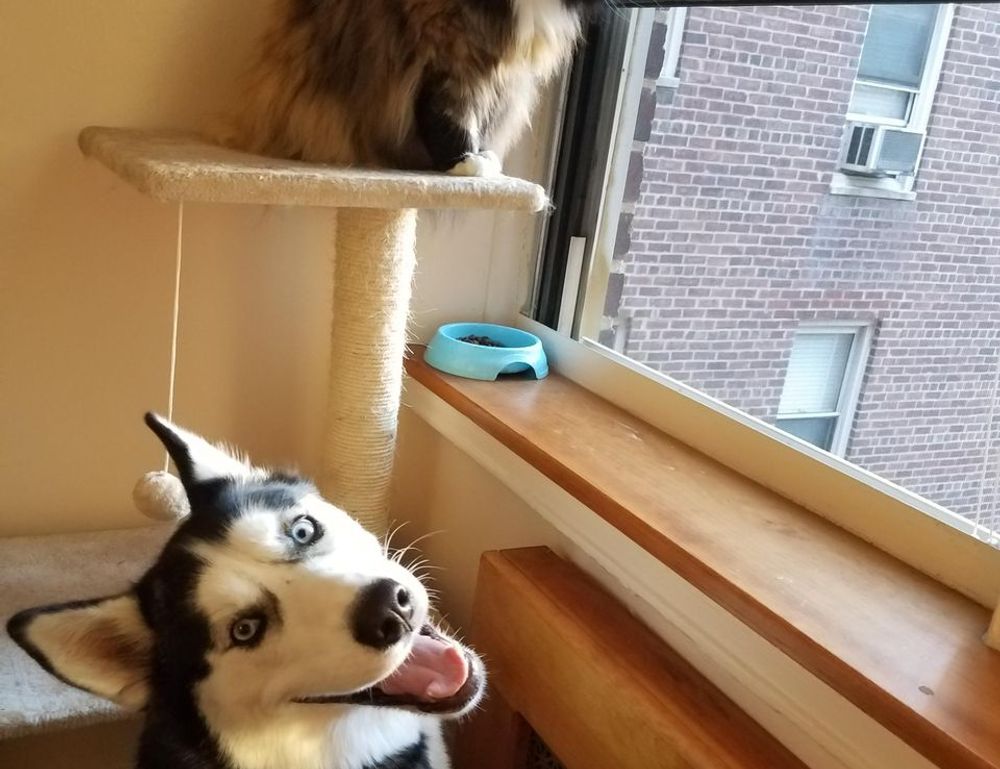 spcollegejc epravesh