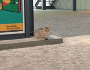 why is software bixiros.5a8 development process